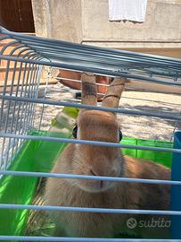 Coniglio da compagnia