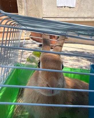Coniglio da compagnia