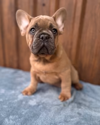 Bulldog francesi cuccioli esotici