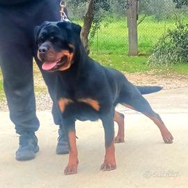 Cucciolona rottweiler