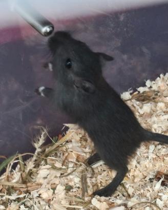Gerbilli baby