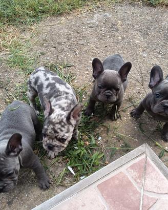 Cuccioli di Bulldog Francese blu