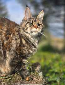 Femmina maine coon