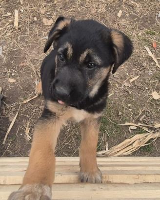 Cuccioli cane pastore