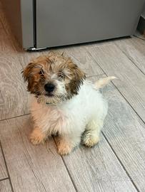 Jack Russell Terrier pedigree ENCI Ruvido