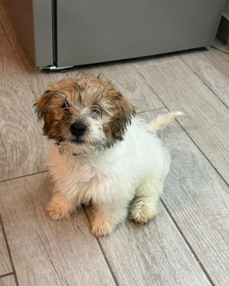 Jack Russell Terrier pedigree ENCI Ruvido