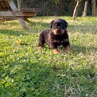 Cuccioli di Rottweiler