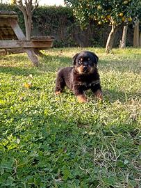 Cuccioli di Rottweiler