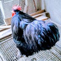 Gallo cocincina nero