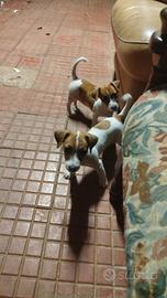 jack Russell 