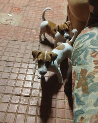 jack Russell 