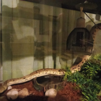 Pitone reale completo di teca e attrezzature