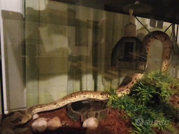 Pitone reale completo di teca e attrezzature