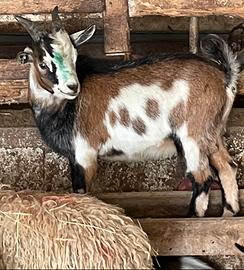 Capretta nana tibetana