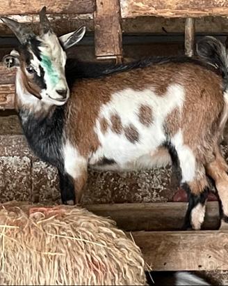 Capretta nana tibetana