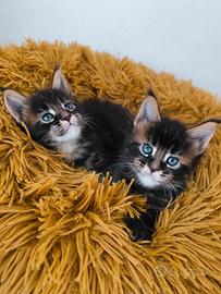 Cuccioli Maine Coon