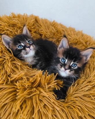 Cuccioli Maine Coon