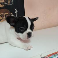 Bulldog francese