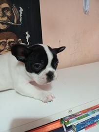Bulldog francese