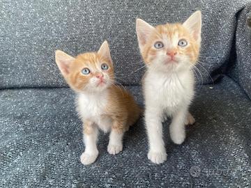 Due gattini maschi