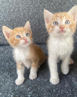 Due gattini maschi