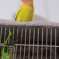 Inseparabile rosincolle