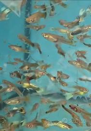 Guppy,poecilia wighei ed Endler