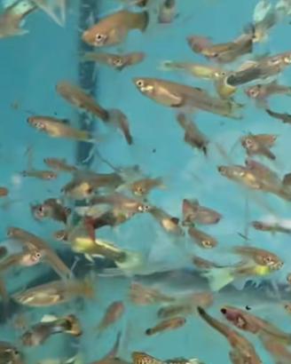 Guppy,poecilia wighei ed Endler