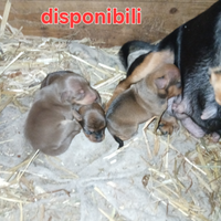 Cuccioli di pinscher toy