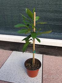 pianta di limone