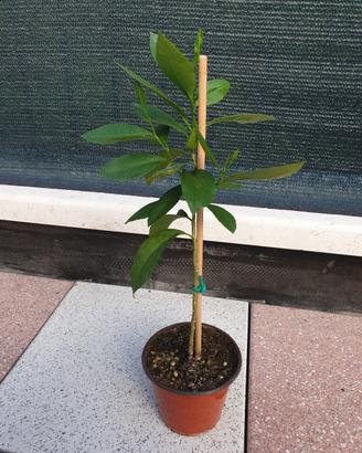 pianta di limone