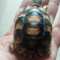 Tartaruga