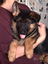 Pastore Tedesco cuccioli