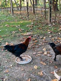 Galli marans