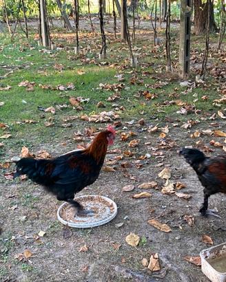 Galli marans