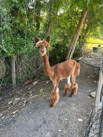 Alpaca maschio e femmine