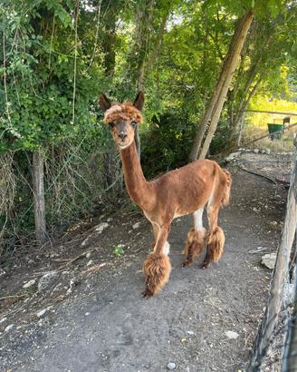 Alpaca maschio e femmine