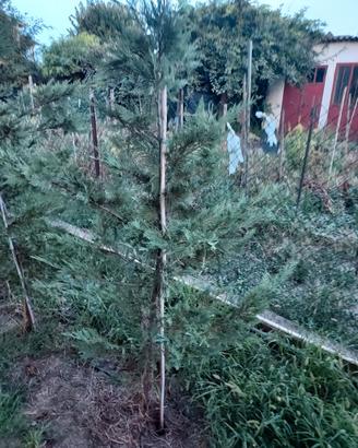 alberi,pini