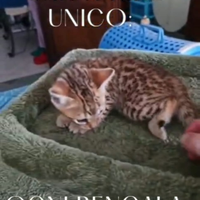Cuccioli bengala