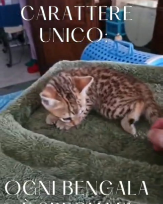 Cuccioli bengala
