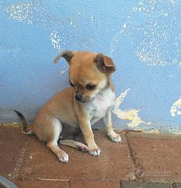 3 maschietti di chihuahua 