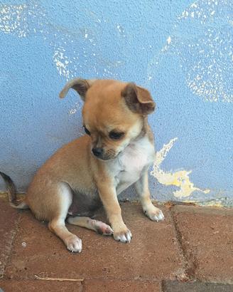 3 maschietti di chihuahua 