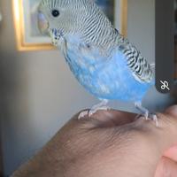 Cocorito addomesticato