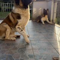 Cuccioli di Akita Americano