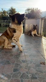 Cuccioli di Akita Americano