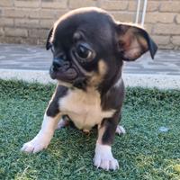 Chihuahua maschietti piccoli belli belli
