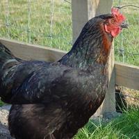 Galline ovaiole nere oro o bianche Livorno pronte