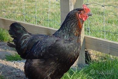 Galline ovaiole nere oro o bianche Livorno pronte