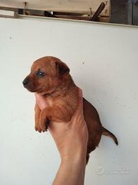 Pinscher cuccioli
