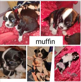 Cucciolo di chihuahua
